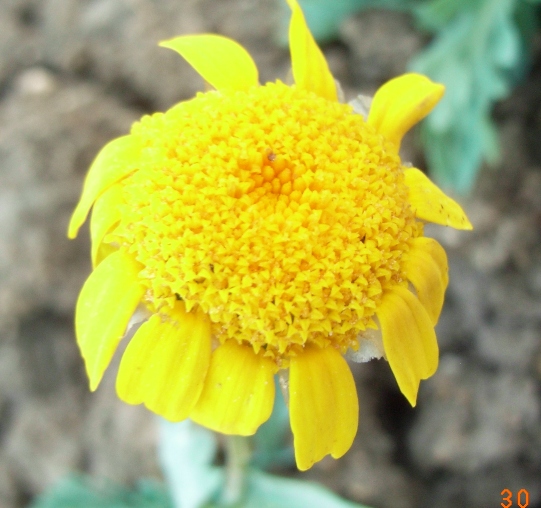 Glebionis segetum / Crisantemo campestre